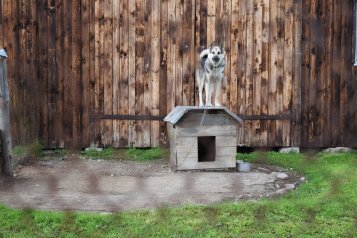 Jak velkou boudu pro psa